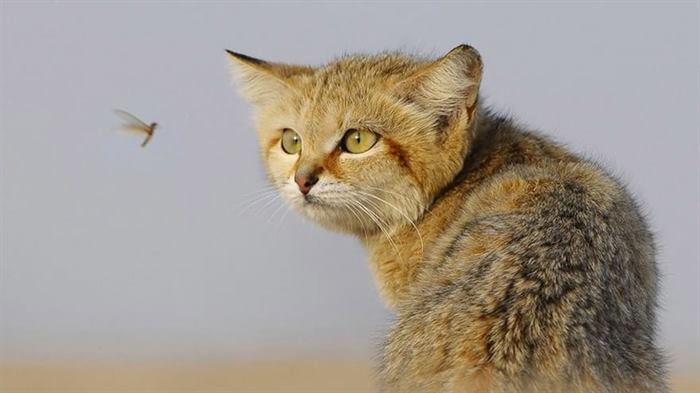 12 редких видов диких кошек