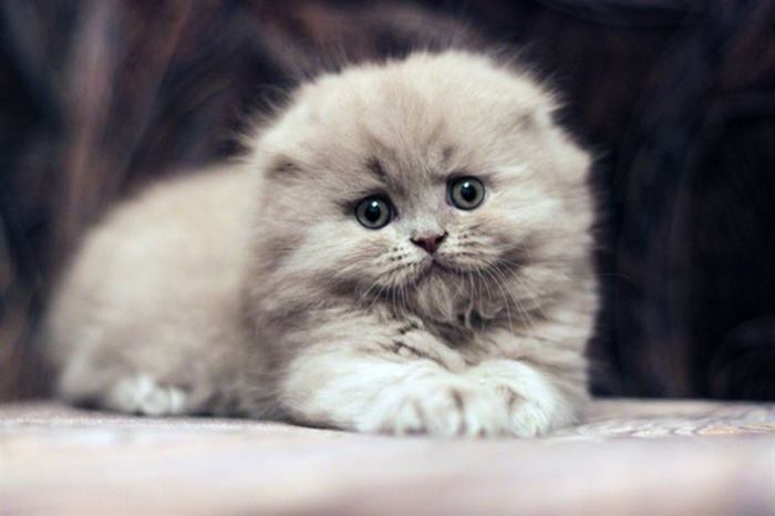 Котята породы хайленд-фолд: милие и пушистые создания