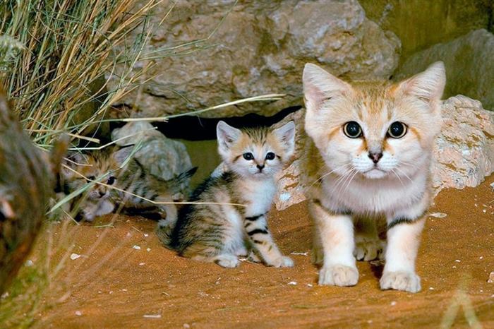 12 редких видов диких кошек