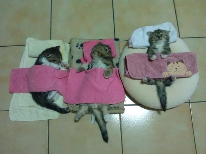22 фото котов, которые внезапно решили поспать