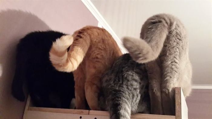 Смешной и еще смешнее: фотоподборка любимых котов