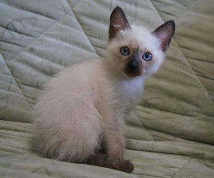 Тайский кот 3 месяца фото