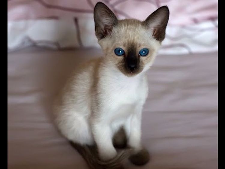 15 фото сиамских котят — легендарных кошечек