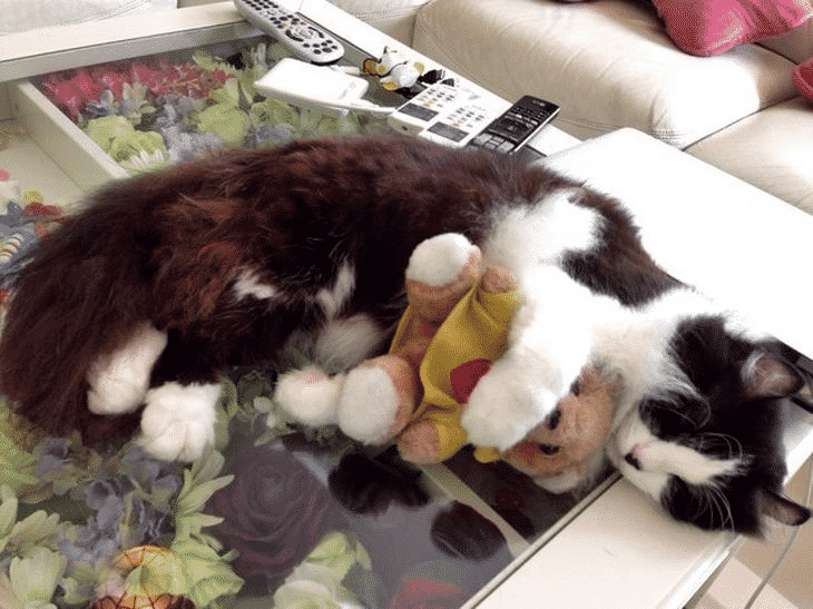 10+ милых кошечек, которые играют со своими мягкими игрушками