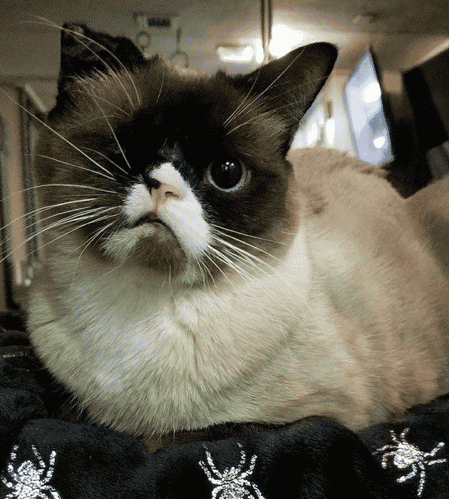 Очаровательный одноглазый котенок Сэр Стаффингтон, выживший при нападении енота, наверняка вызовет улыбку на вашем лице