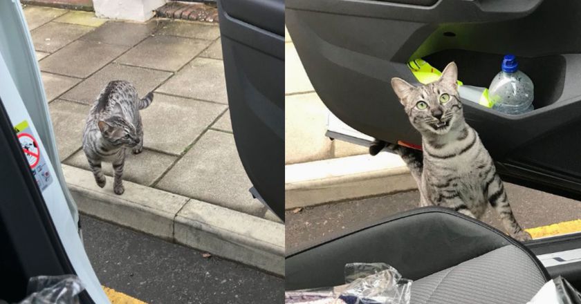 Мужчина ехал домой на машине и случайно встретил своего кота