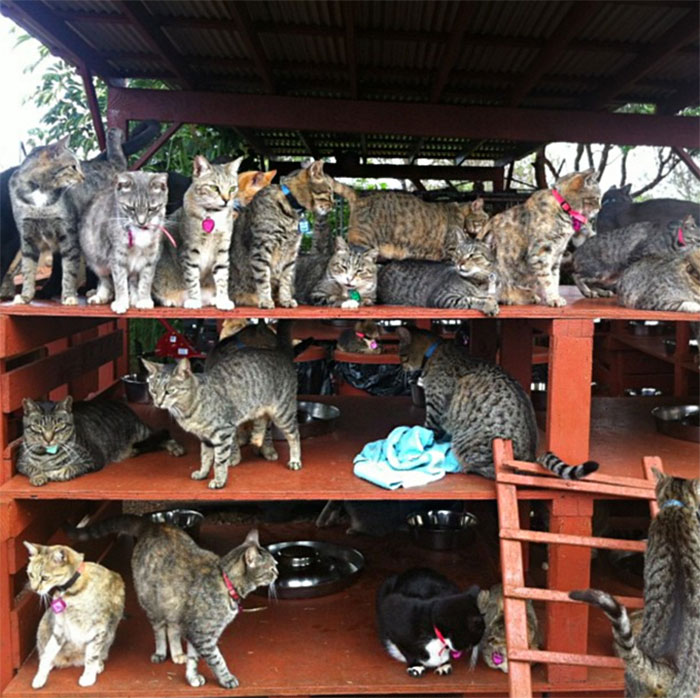 В кошачьем заповеднике на Гавайях расположено почти 500 кошек