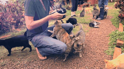 В кошачьем заповеднике на Гавайях расположено почти 500 кошек