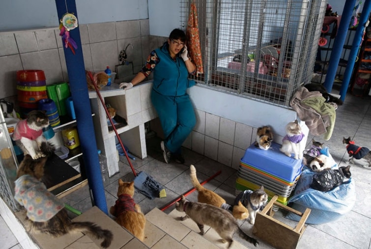 Кошкин дом: как перуанка приютила почти 200 кошек