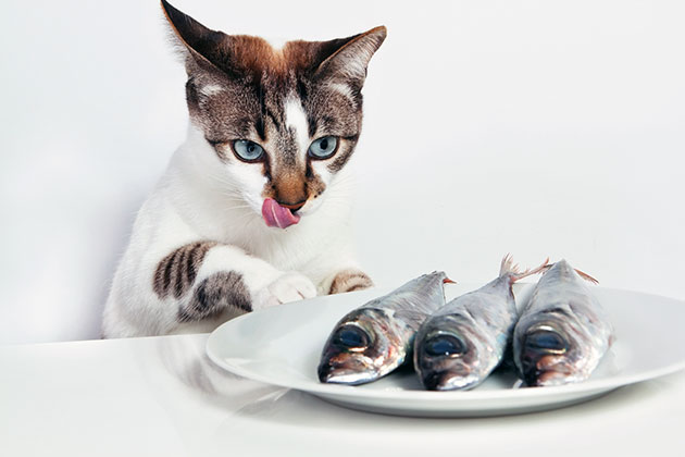 Основной перечень натуральных продуктов в рационе кошки