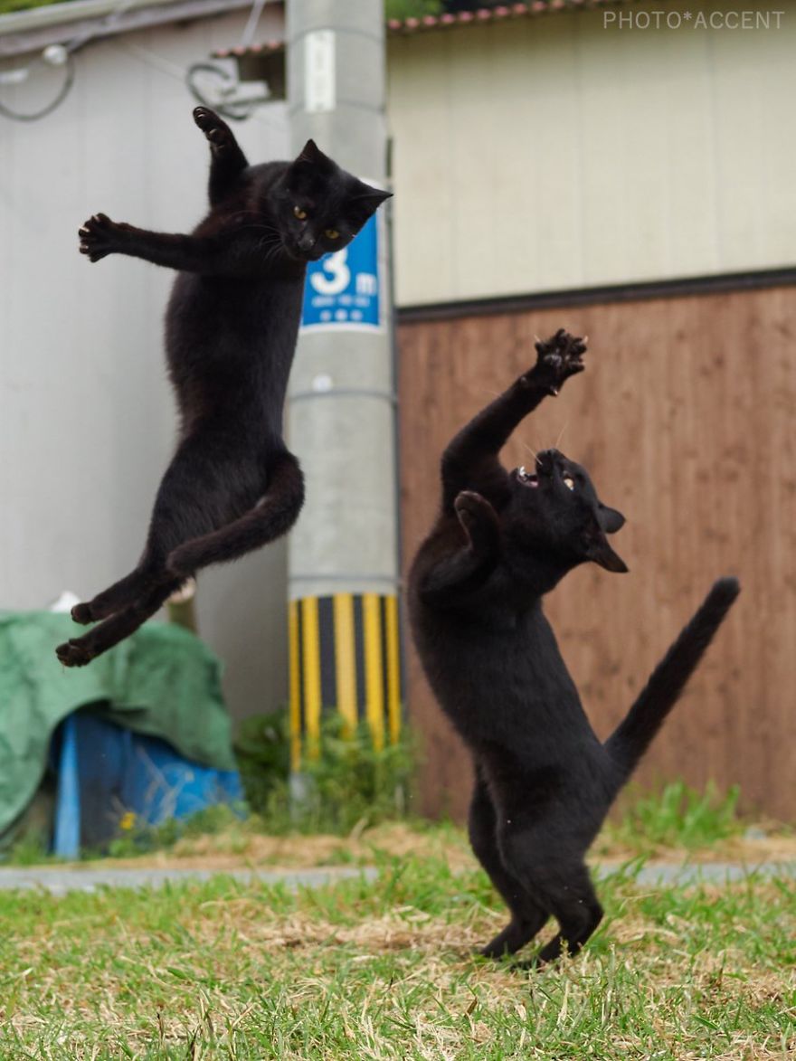 20 доказательств того, что коты мастерски владеют боевыми искусствами