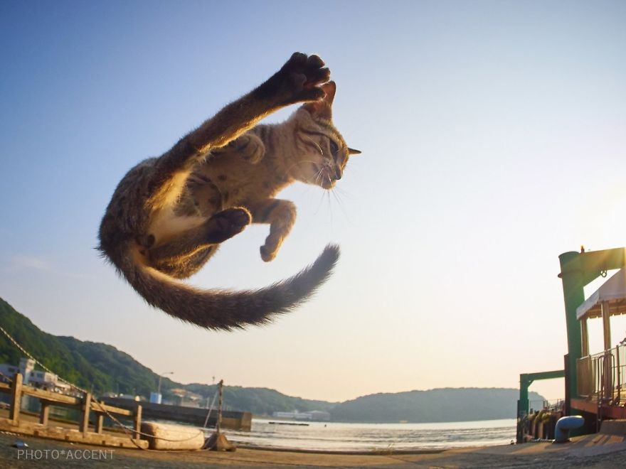 20 доказательств того, что коты мастерски владеют боевыми искусствами