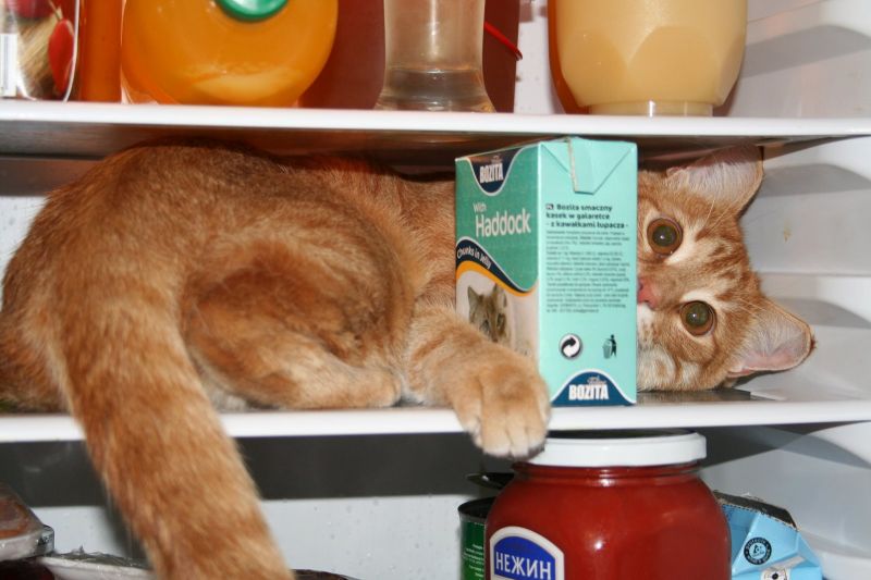 Как кошки открывают холодильник: изобретательные животные