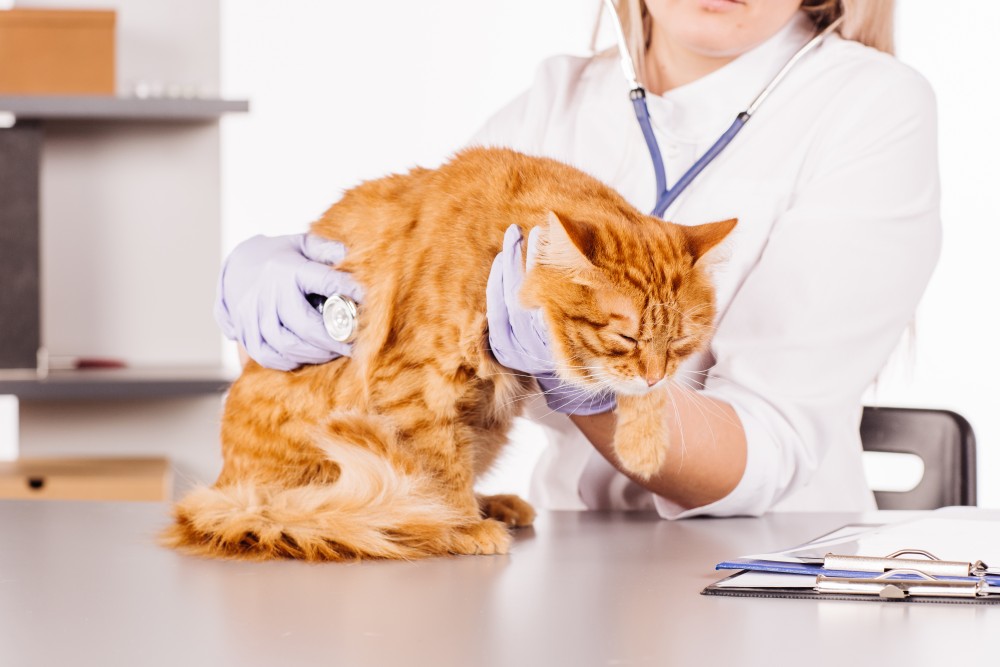 Как может проявляться аллергия на корм у кошки