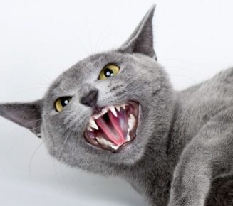 Как отучить кота быть агрессором: кусаться, кидаться и царапаться