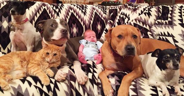4 собаки и кот стали заботливыми няньками для новорожденного