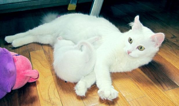 Белая кошка к удаче в доме: одна белоснежная красотка спасла семью