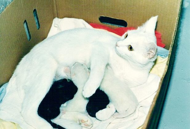 Белая кошка к удаче в доме: одна белоснежная красотка спасла семью