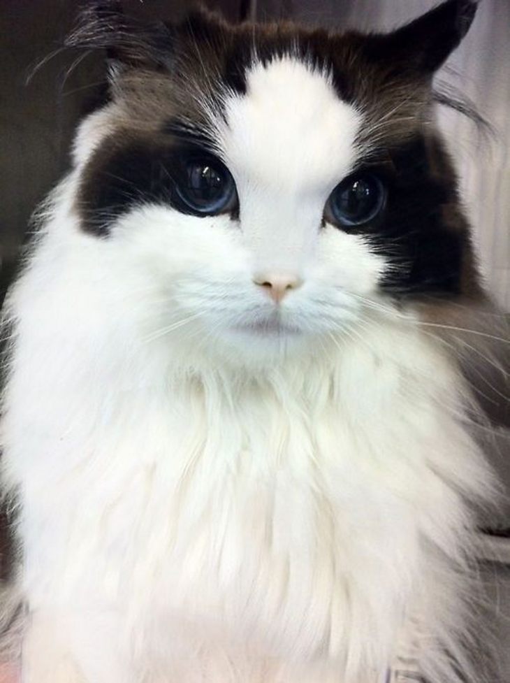 Топ самых красивых кошек интернета
