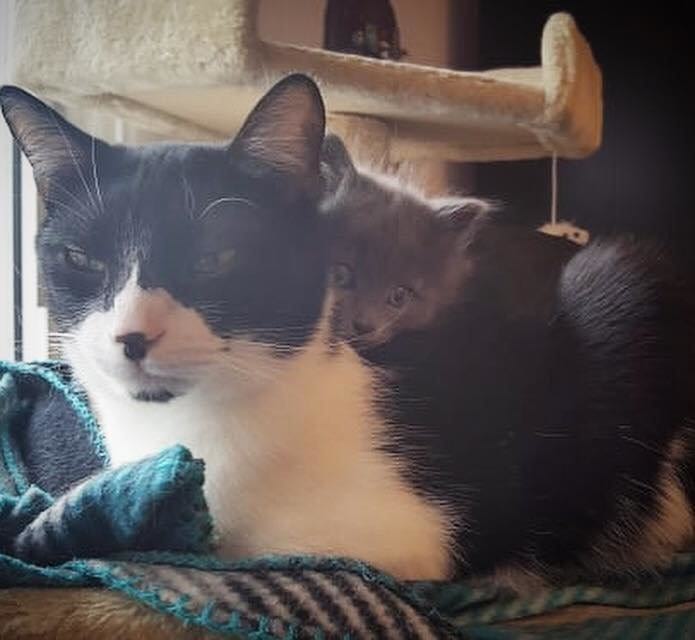 Счастливая история двух котят, спасенных от морозов