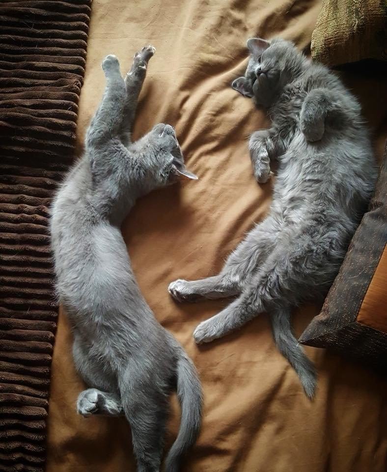 Счастливая история двух котят, спасенных от морозов