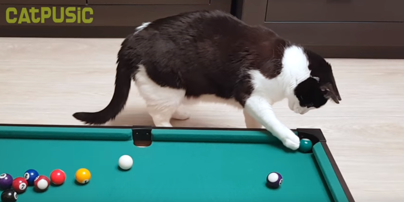 Кошка профессионально загоняет шары в лузы