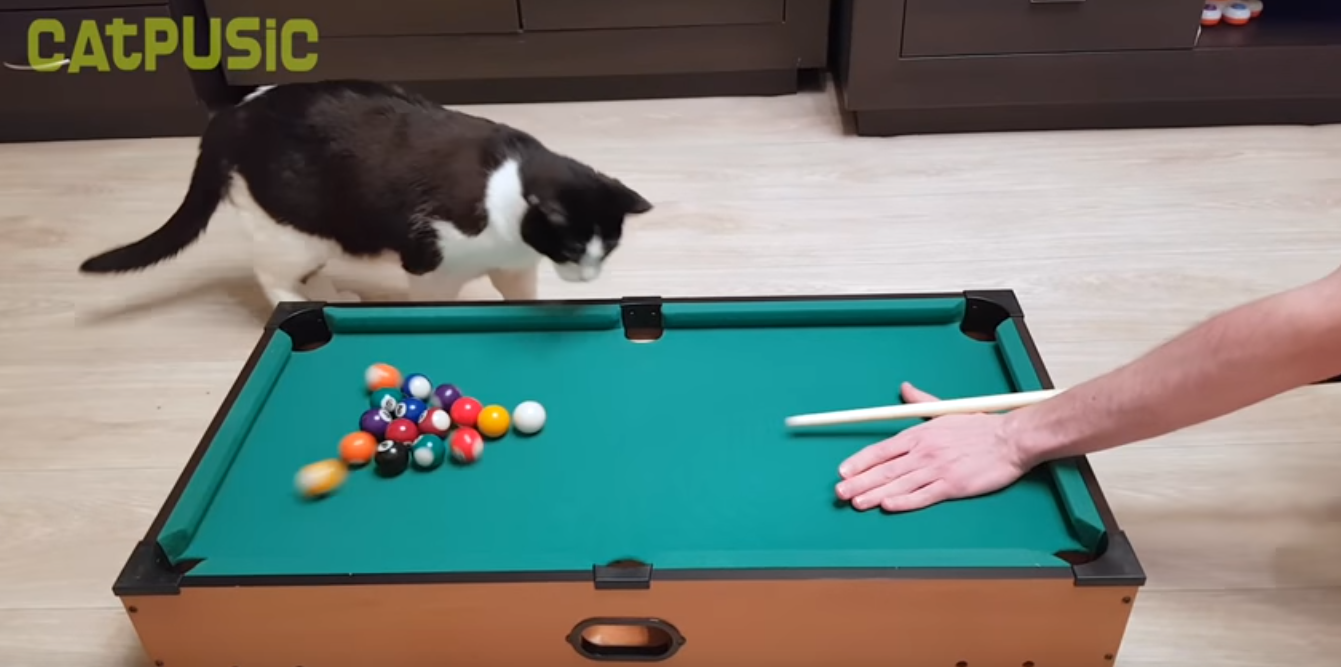 Кошка профессионально загоняет шары в лузы