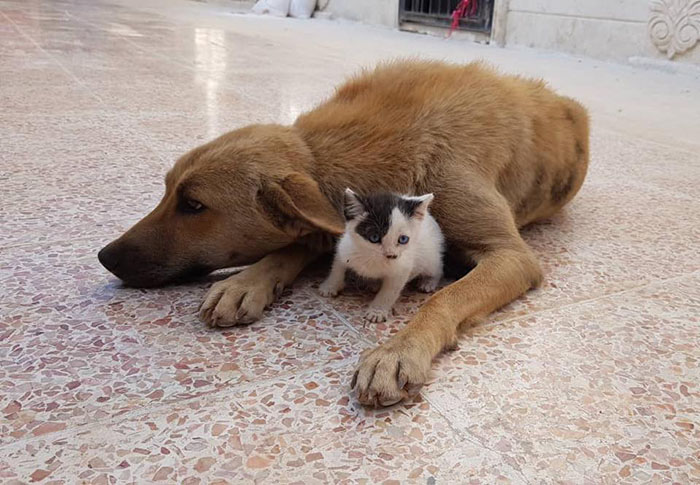 Трогательная история про зарождение дружбы между собакой и котенком