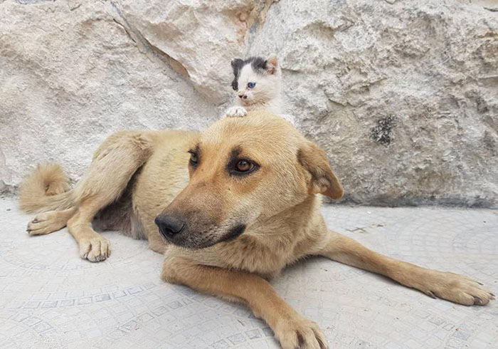Трогательная история про зарождение дружбы между собакой и котенком