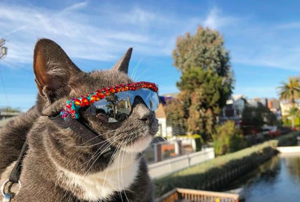 Кошка, которая любит прогуляться в солнцезащитных очках, стала любимицей публики