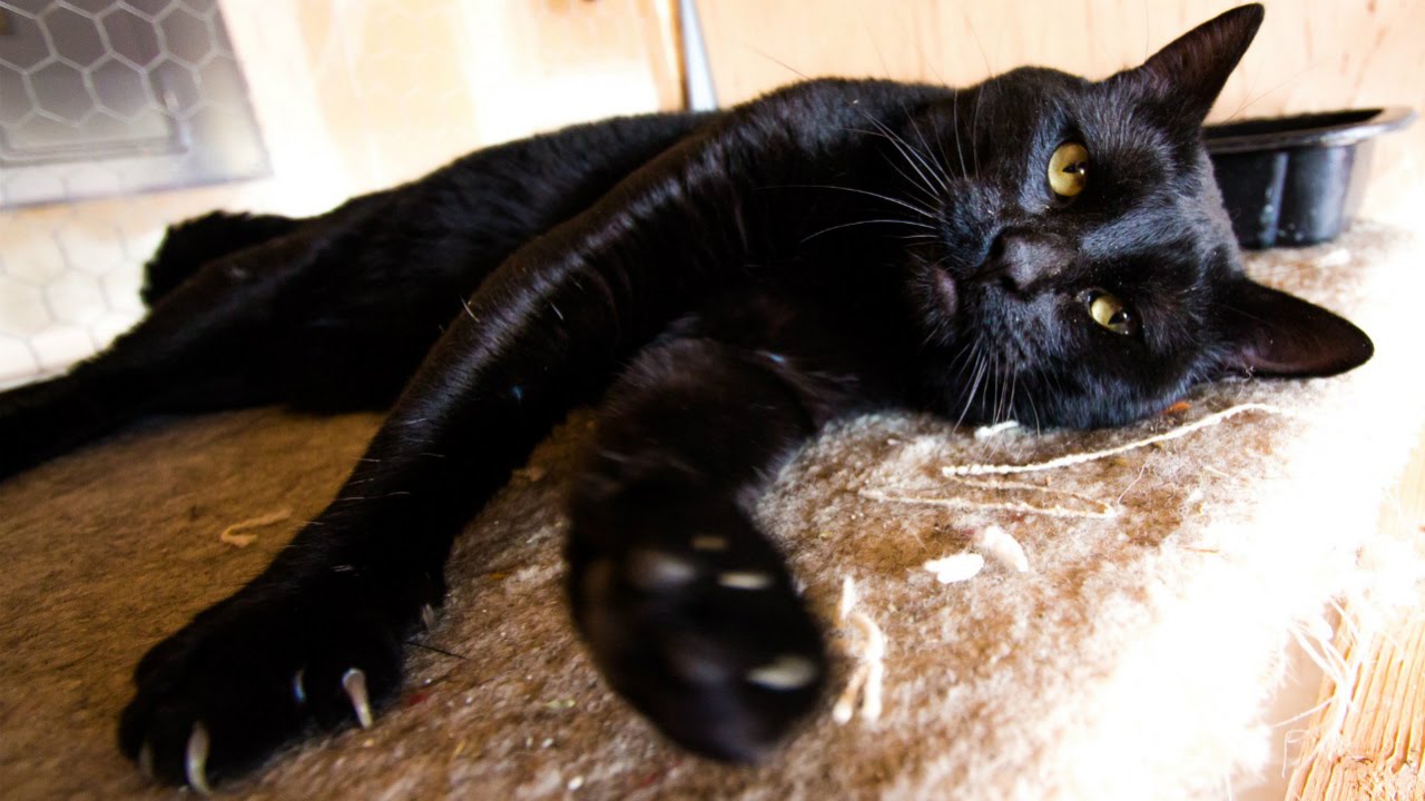 Чёрная кошка: приметы и поверья, связанные с животным