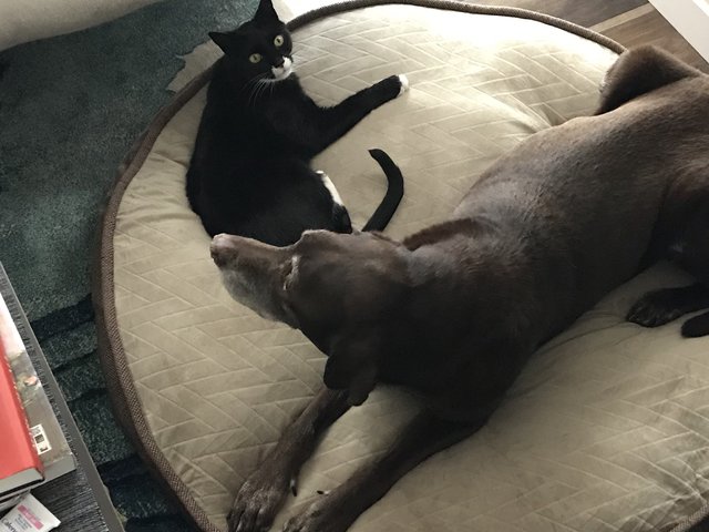 История дружбы: кошка и собака подружились через 13 лет