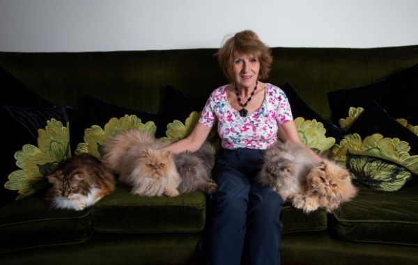 Муж пригрозил жене разводом, когда она завела 10 котов