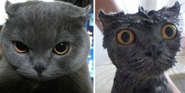 Помытые и злые: фотографии 8 котов до и после купания