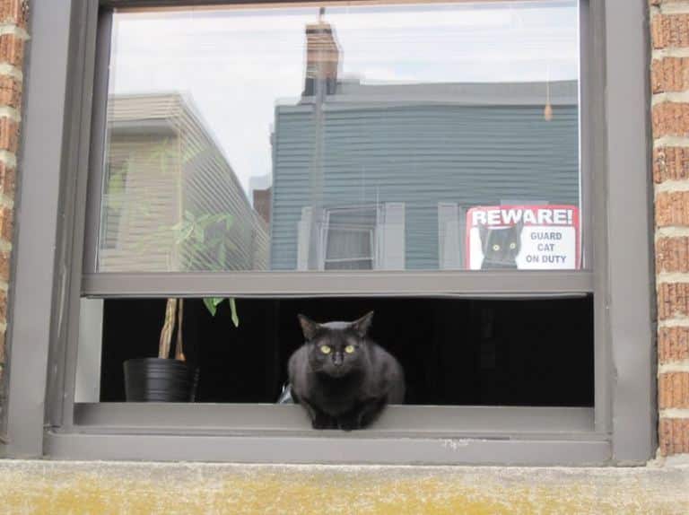 10 кошек, которые охраняют ваш дом