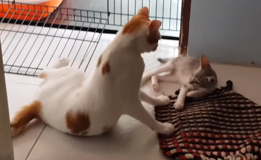 Игривый котенок мешает взрослому коту отдыхать
