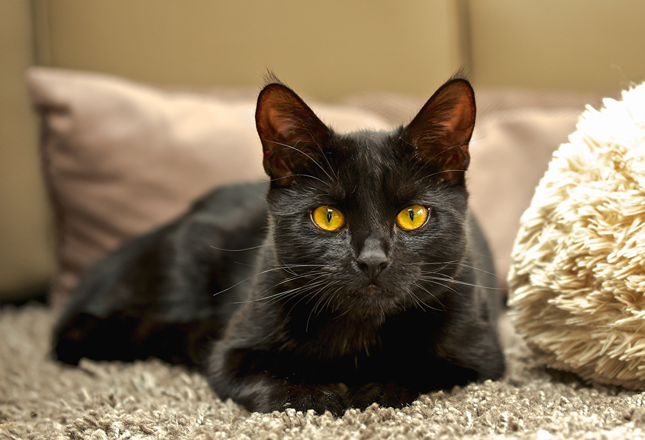 Чёрная кошка: приметы и поверья, связанные с животным