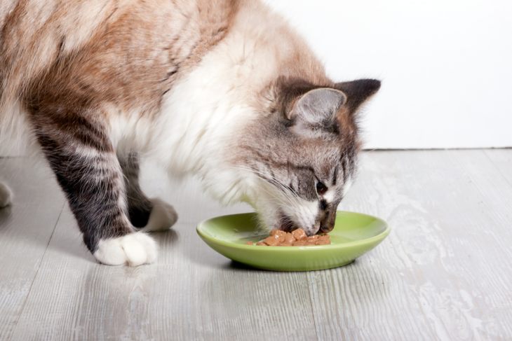 Как подобрать питание для кастрированного кота