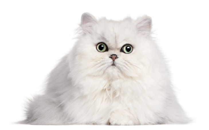 Белые кошки: аристократки до кончиков лап