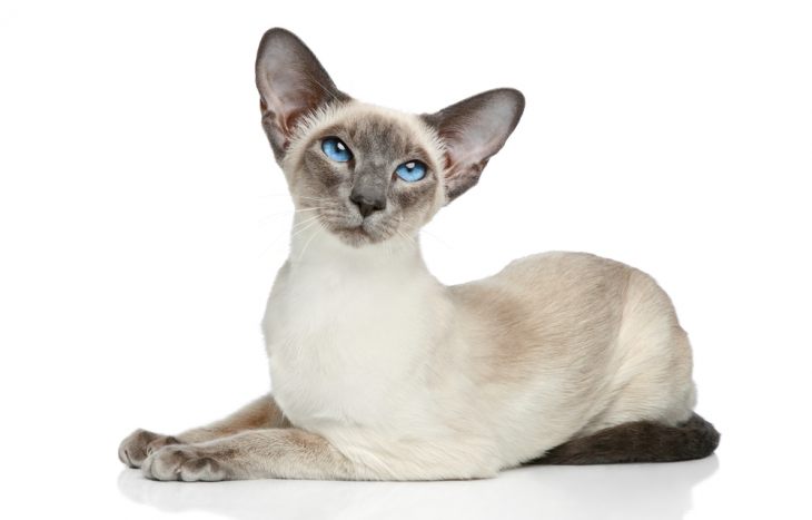 Изменение окраса у кошки: причины и коррекция