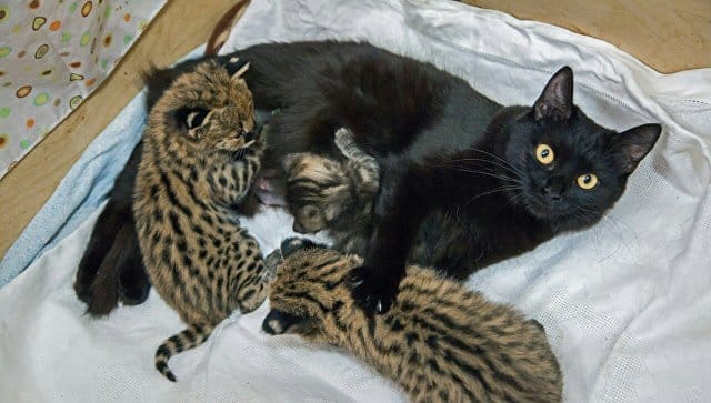 Домашние кошки опекают котят каракала и сервала