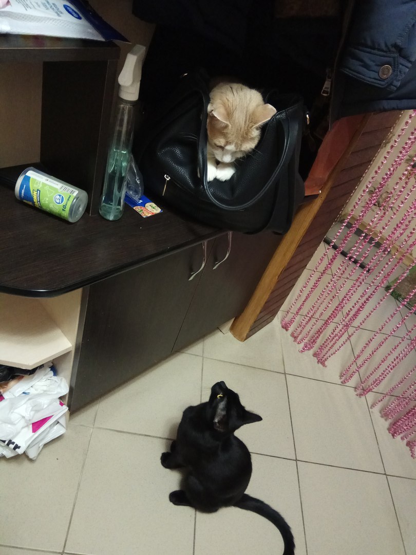 Котенок и щенок решили действовать, чтобы стать домашними