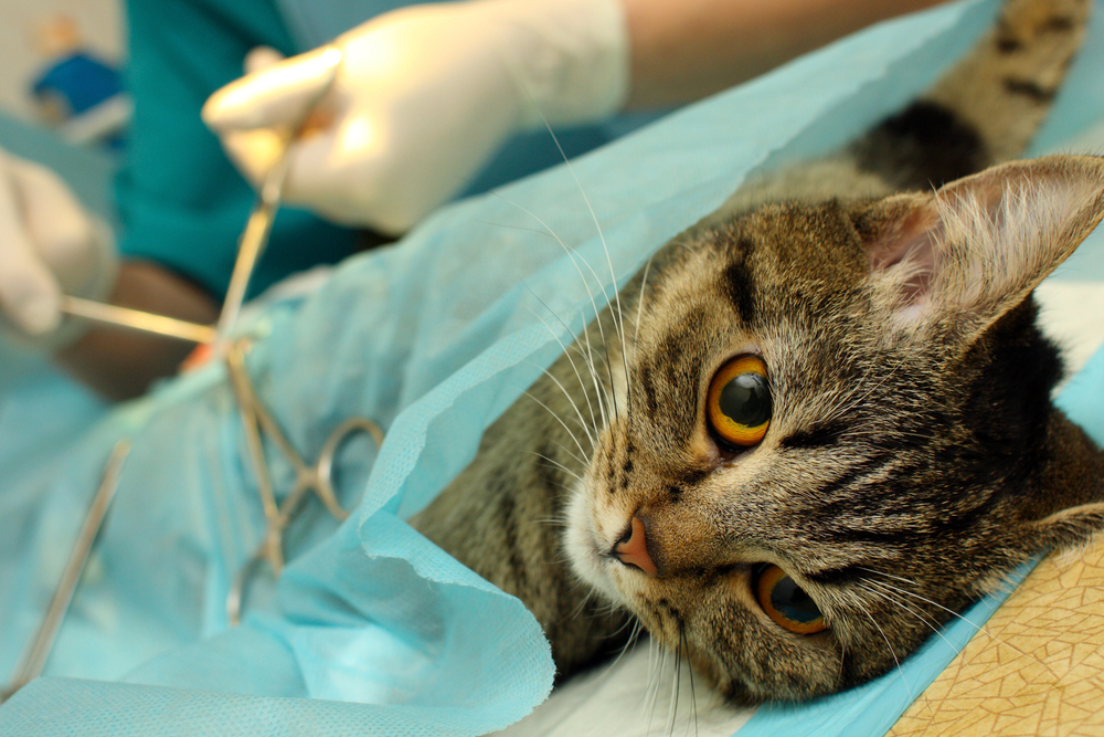 Кошка после стерилизации: как ухаживать за животным