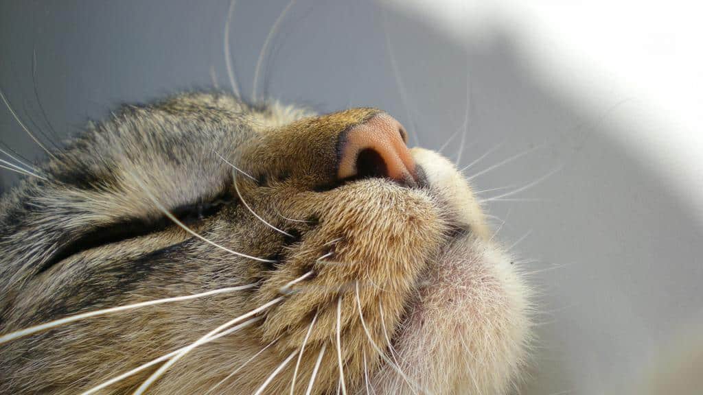 Зачем кошке усы