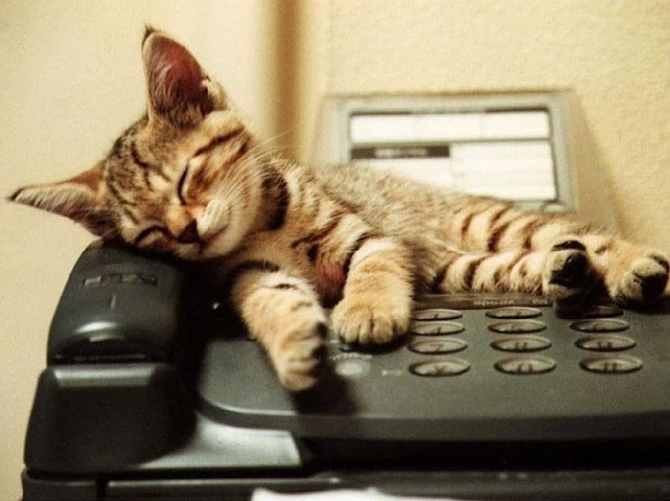 Почему кошки вмешиваются в телефонные разговоры