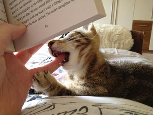 Кошки, которые мешают читать