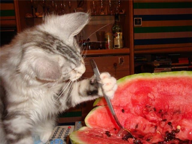 Коты, которые очень любят кушать сочные арбузы