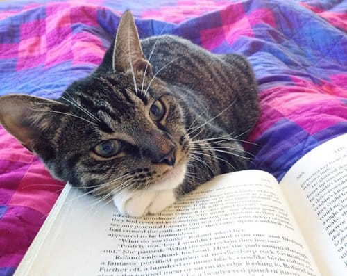 Кошки, которые мешают читать