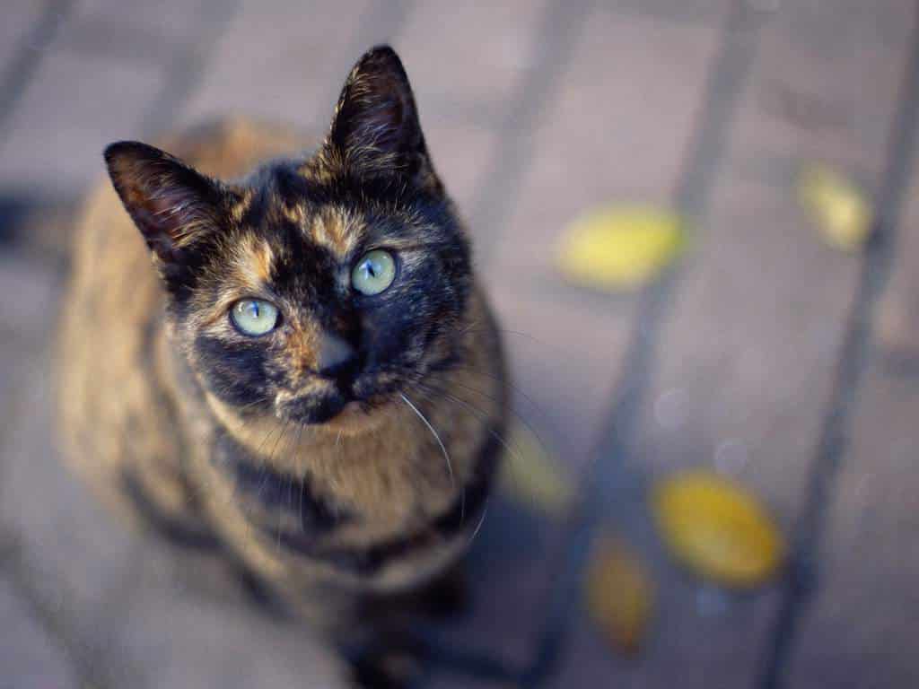 Почему кошки любят смотреть в глаза