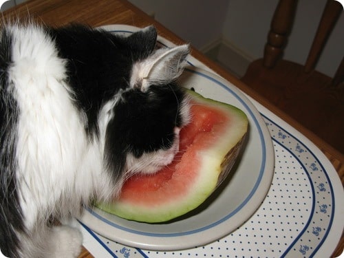 Коты, которые очень любят кушать сочные арбузы